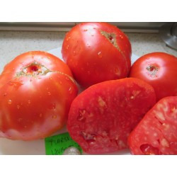 Pomidor tsarskiy ljubimec sadzonka