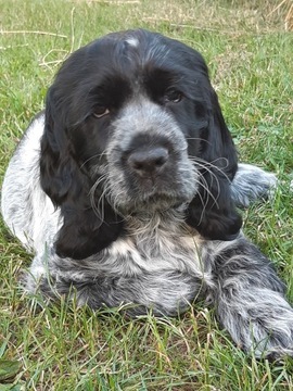 Cocker Spaniel Angielski  GOTOWY DO ODBIORU!!!