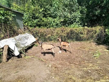 2 kozy alpejskie i kozioł alpejsko anglonubujski