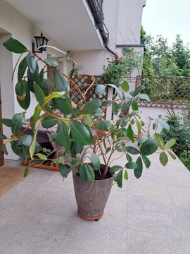 Ficus wlochatolistny