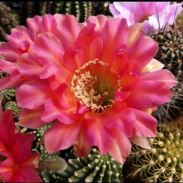 kaktus Echinopsis hybryd 23-2000