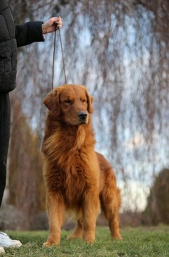 GOLDEN RETRIEVER- linia amerykańska, amerykański