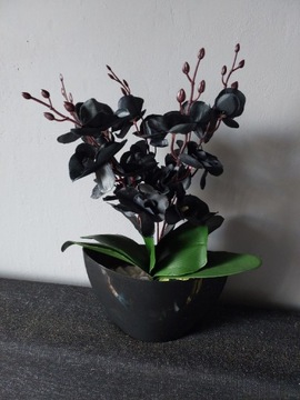 Nowy czarny storczyk pięcio-pędowy orchidea kwiat
