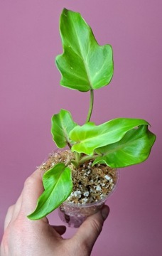 Philodendron xanadu aurea Variegata 