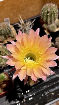 kaktus Echinopsis hybryd