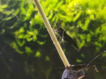 Krewetki Black rose blue Velvet neocaridina jakość