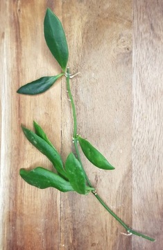 Hoya sp. 25 (Sulawesi) - cięta sadzonka