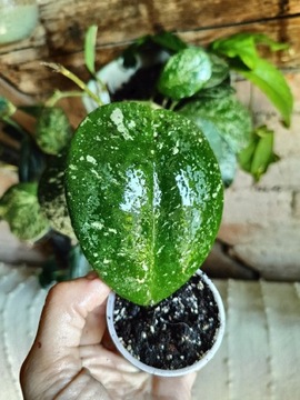 Hoya obovata silver splash