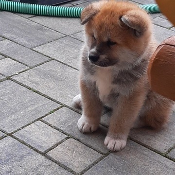 Szczeniaki Akita Inu.