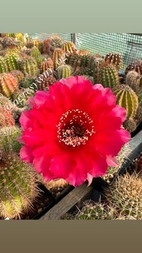 Echinopsis hybryd Kardinal Frings