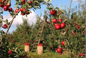 Jabłka z własnego sadu Naturalne EKOLOGICZNE 