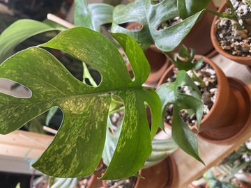 Monstera minima mint