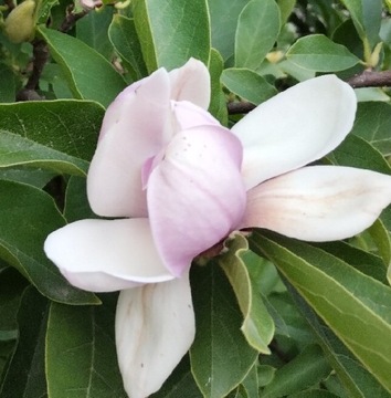 Sadzonka magnolii