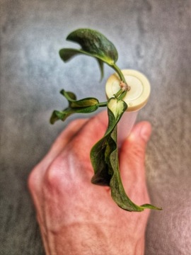 Hoya kenejiana variegata, hoja kolekcjonerska