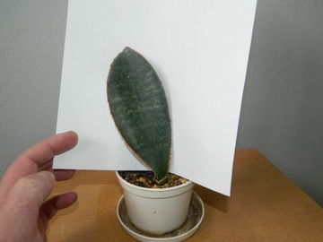 Sansevieria ES 00829