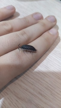 Prosionki Porcellio sevilla 10 szt