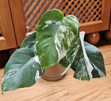 Monstera Deliciosa variegata - roślina w doniczce