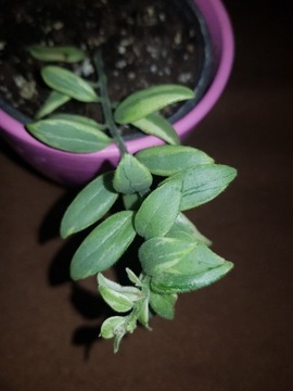 Aeschynanthus eszynatus bolero Bicolor 