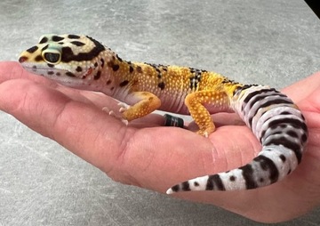 Gekon lamparci Tangerine het Tremper Albino