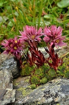 Rojnik Sempervivum montanum ssp stiriacum