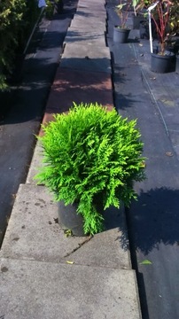 Żywotnik zachodni 'Danica' Thuja occidentalis