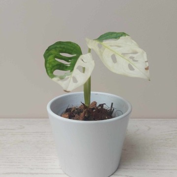 Monstera Adasoni Albo Japan 