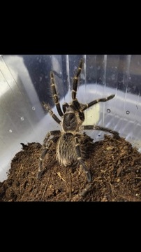 Grammostola pulchripes samiczka 3,5DC