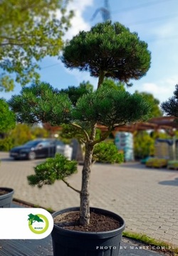 Bonsai - Pinus Nigra ~200 cm