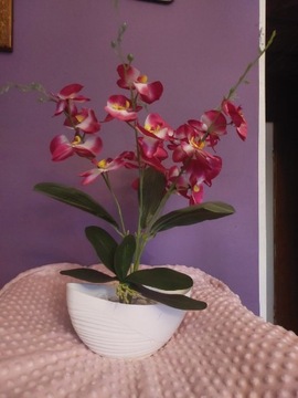 Nowy duży różowy storczyk pięcio-pędowy orchidea 