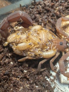 Babycurus jacksoni L2 skorpion skorpiony ptasznik