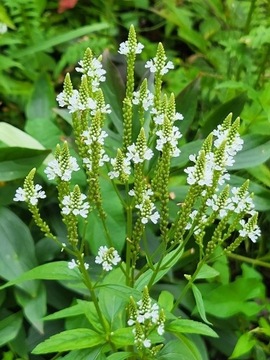 Werbena krzaczasta biała / Verbena hastata