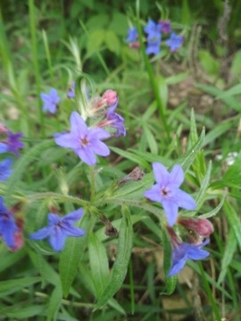 nawrot Lithospermum officinale nasiona