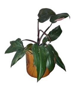 Philodendron Pink Princess