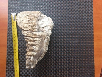 Ząb mamuta skamielina kamień mamuci kieł trzonowiec 