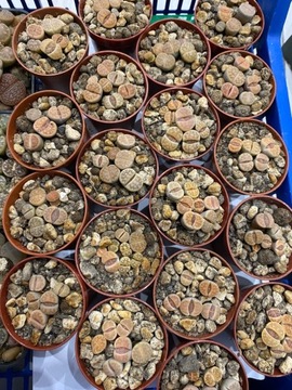 Lithops żywe kamienie sadzonki