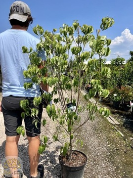 Dereń Kousa / Cornus 'Satomi' 'Peve Sammy' i inne