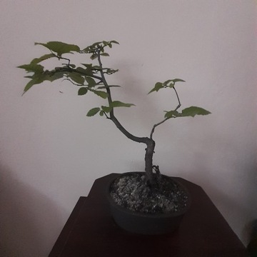 grab - bonsai super
