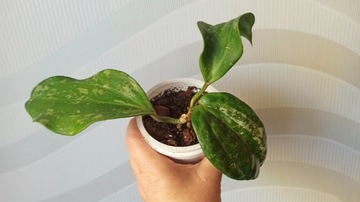 Hoya Macrophylla Snow Queen 