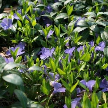 barwinek pospolity niebieski 105 roślin 