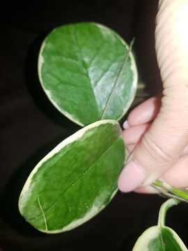 Hoya Hoja austalis albomarginata, blondi cięta 