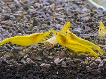 Pakiet 15szt. Krewetki Yellow Neon żółte Neocaridina
