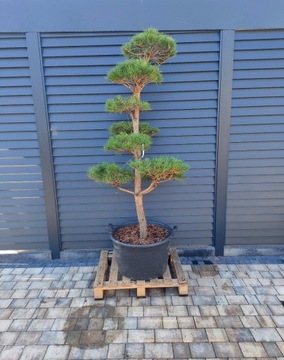 Sosna pospolita nr. 9, Bonsai ogrodowe, Niwaki