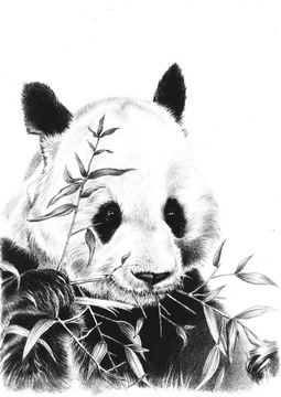 Rysunek ołówek/węgiel -Panda- Ksero A4