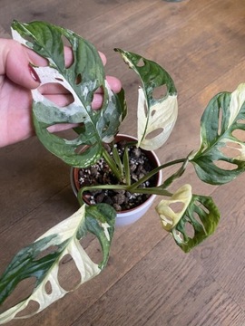 Monstera adansonii variegata tricolor 