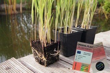 Imperata cylindryczna 'Red Baron'- Pakiet 6 sztuk