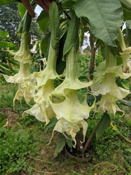  Brugmansja Datura trąby anielskie sunbeam sun bea