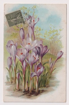 Krokusy Kwiaty  1910r. LITOGRAFIA 