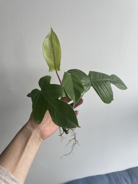Philodendron Florida ghost filodendron