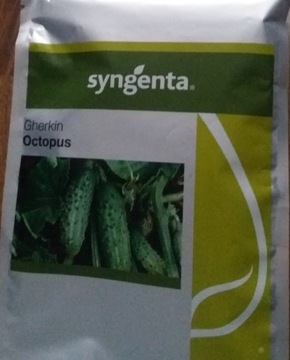 Syngenta Octopus 5000 nasion ogórka gruntowego 