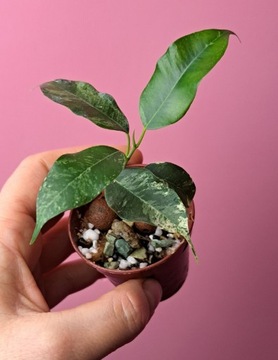 Ficus benjamina Eldorado 